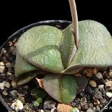 Gasteria armstrongii ©JLcoll.1785.jpg